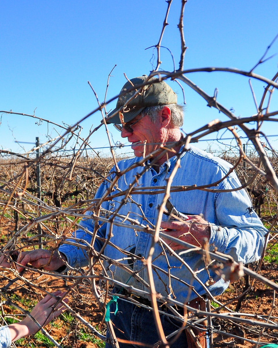 Cliff Bingham pruning in his vineyard