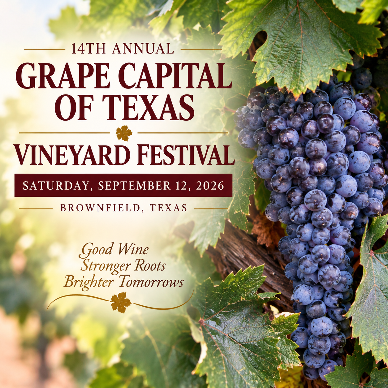 Ripe grapes in a Bingham Family Vineyards vineyard promoting the 14th Annual Grape Capital of Texas Vineyard Festival in Brownfield, Texas, Saturday, September 12, 2026.